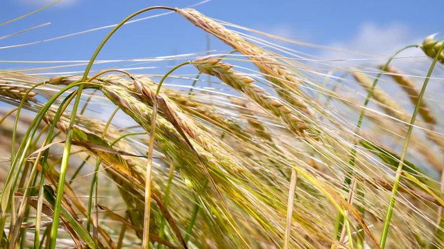 Rye spikelets in a field in summer