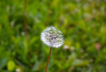 dandelion on background of green grass