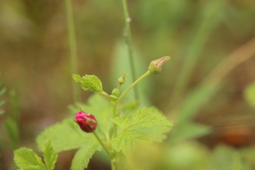 Rubus arcticus, the Arctic bramble, with bud