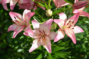Beautiful blooming pink lilies in the garden in summer