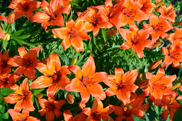 Beautiful flowering orange lilies in the garden in summer