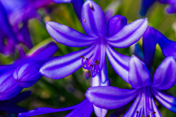 blue flower of iris