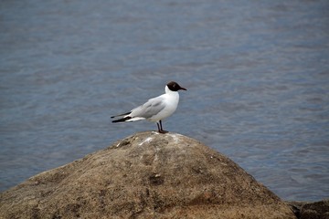 Black-headed gull on the big rock