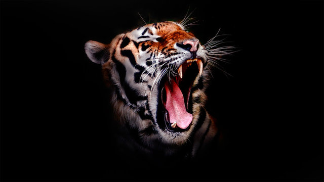 Tigre fondo oscuro 