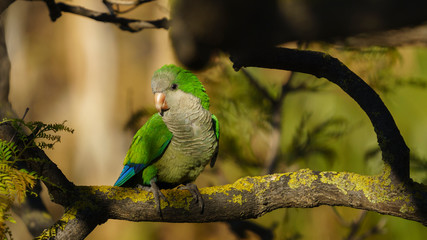 Monk Parakeet Perched on a Tree