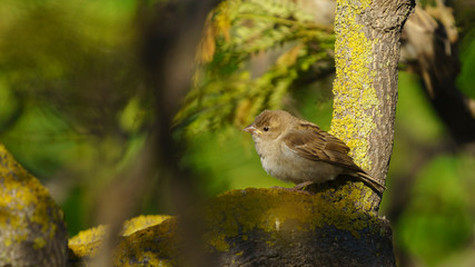 Spanish Sparrow Percehd on a Tree
