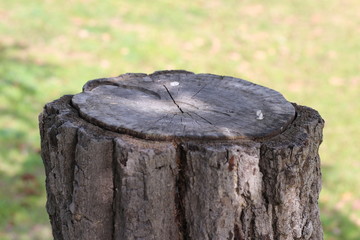 Obraz premium Stump on green grass in the garden.