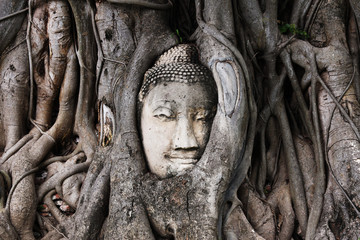 Sand Stone Buddha Head in Tree Roots at Wat Mahathat, Ayutthaya