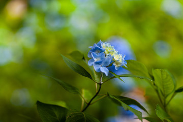 夏　日本庭園　あじさい　祭り　観光　旅行