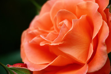 Close up a flower of a smart rose with petals of coral color against a dark background.