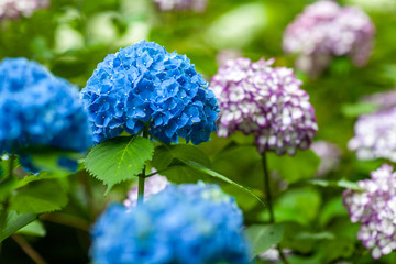 夏　日本庭園　あじさい　祭り　観光　旅行