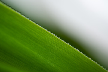 観葉植物