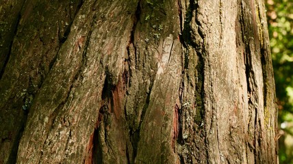 Bark in the sunlight