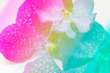 Orchid flowers follow the Patel color.