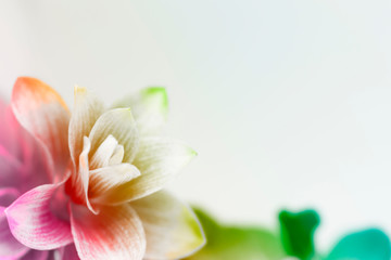 The photos of the flowers that were created according to the imagination