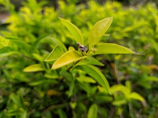 green leaf