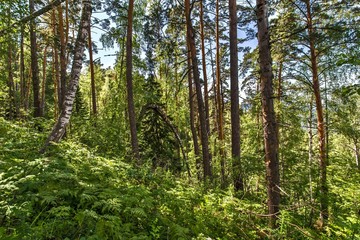 trees in the forest