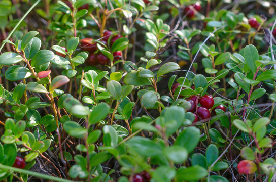 Wild cranberries grow on green bushes among the grass close-up in autumn.