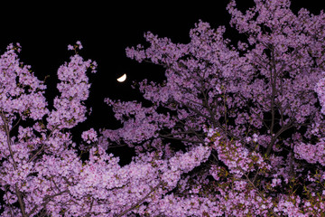 夜桜　月　Crescent Moon Cherry Blossoms