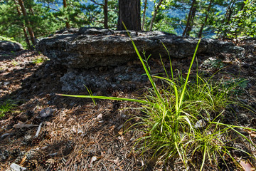 tree in forest