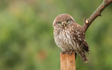 Little Owl sitting in nest area