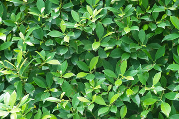 green leaves background