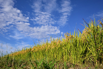 Fototapeta na wymiar Rice filed, the harvest season