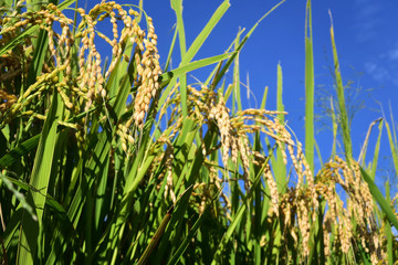 Obraz premium Rice filed, the harvest season