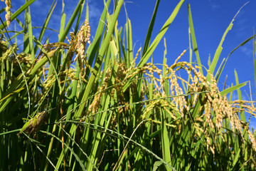 Rice filed, the harvest season