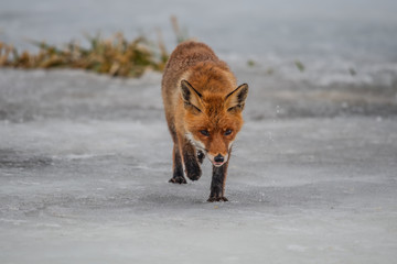 Fototapeta premium Red fox (Vulpes vulpes) with a bushy tail hunting in the snow in winter in Algonquin Park in Canada