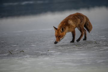 Red fox (Vulpes vulpes) with a bushy tail hunting in the snow in winter in Algonquin Park in Canada