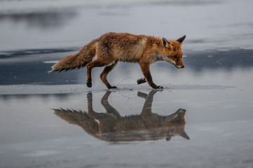 Red fox (Vulpes vulpes) with a bushy tail hunting in the snow in winter in Algonquin Park in Canada