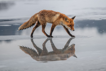 Red fox (Vulpes vulpes) with a bushy tail hunting in the snow in winter in Algonquin Park in Canada