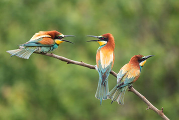 Common Bee-eaters breeding performance
