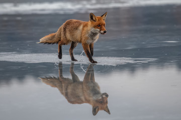 Red fox (Vulpes vulpes) with a bushy tail hunting in the snow in winter in Algonquin Park in Canada