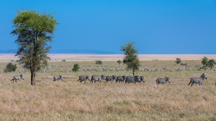 Fototapeta na wymiar Herd of zebras in the savannah of Serengeti, a lot of animals in the plains 