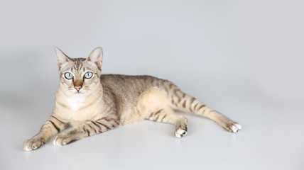 cat isolated on white background