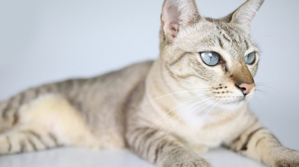 cat on white background