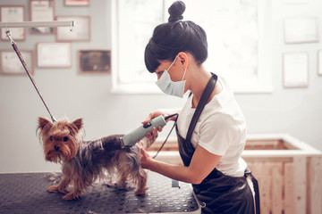 Dark-haired woman using electric shaver while grooming dog