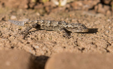 Kotschy gecko sitting on stone