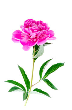 Beautiful pink peony flower isolated on white background.