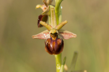 Mammose ophrys macro photography