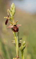 Fototapeta na wymiar Mammose ophrys macro photography