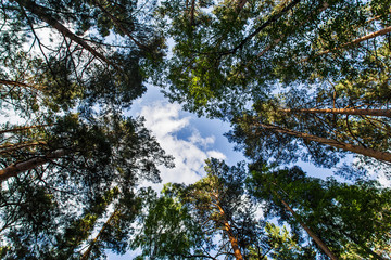 trees in forest