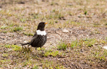 Ring Ouzel thrush on the ground