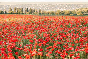 Blooming poppy field (Papaver Rhoeas) in Chisinau, Moldova