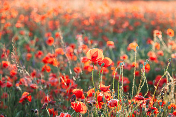 Blooming poppy field (Papaver Rhoeas) in Chisinau, Moldova