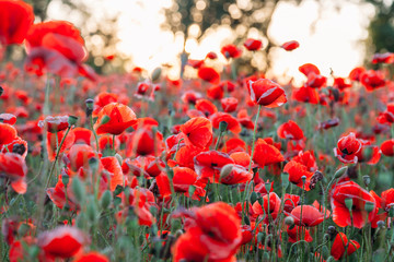 Obraz premium Blooming poppy field (Papaver Rhoeas) in Chisinau, Moldova