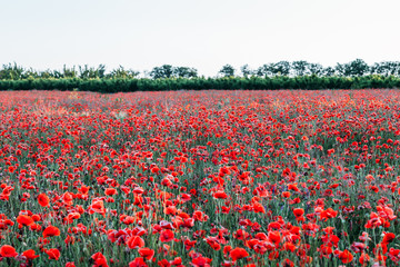 Blooming poppy field (Papaver Rhoeas) in Chisinau, Moldova