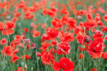 Blooming poppy field (Papaver Rhoeas) in Chisinau, Moldova